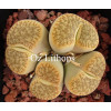 C099 - Plant